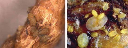 Köklerde beslenen nimfler, Bağ filoksera’sının yetişkin ve yumurtaları